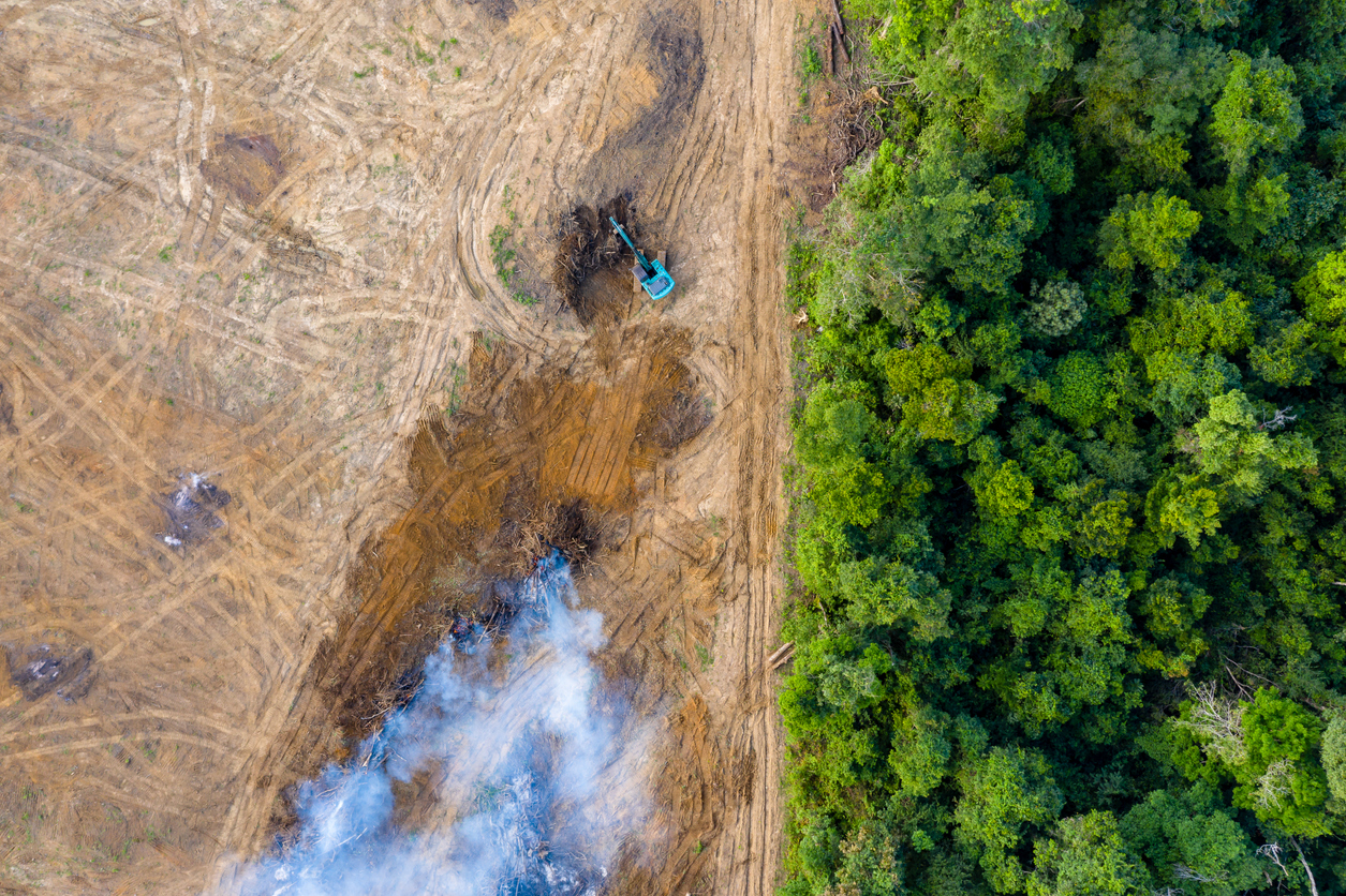 Aerial view of deforestation for palm oil and rubber plantations