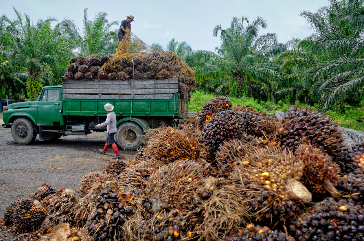 Oil palm plantation workers prepare to unload freshly harvested fruit