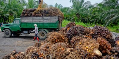 palm oil plantation workers prepare to unload freshly harvested fruit
