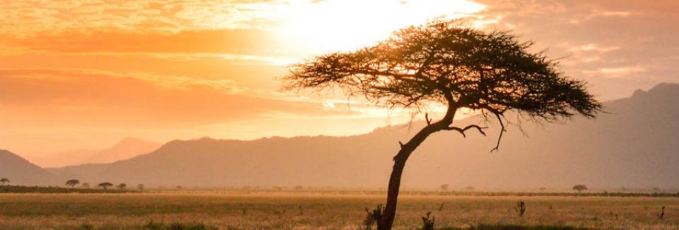 african tree sunset