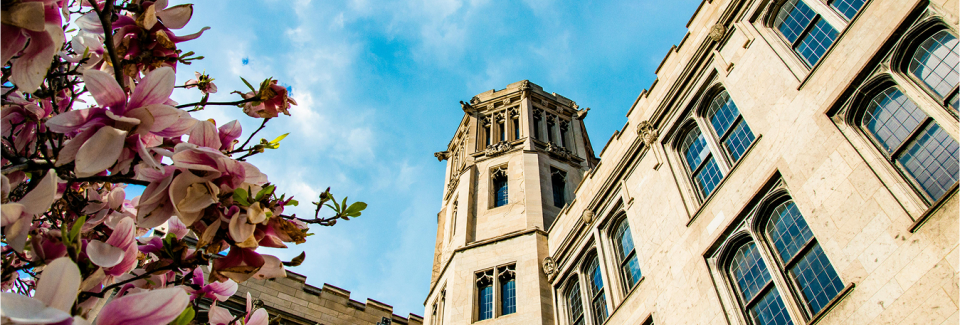 magnolia tree in front of uchicago building