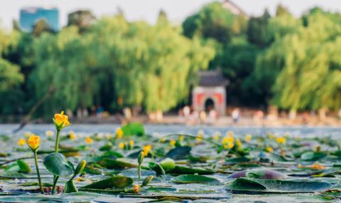 Pond at Peking University