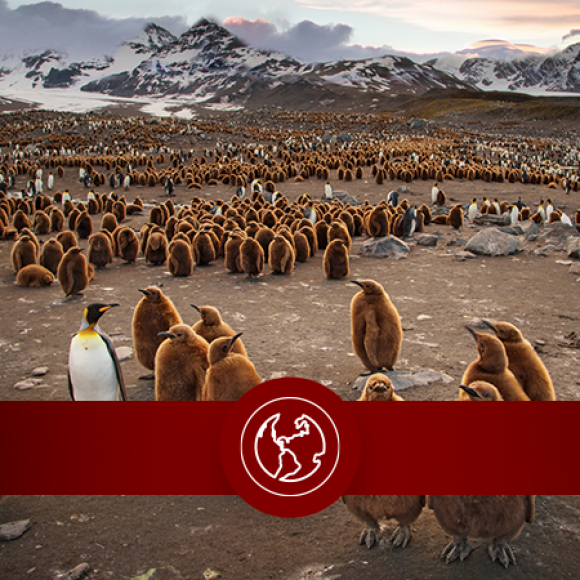 Penguins