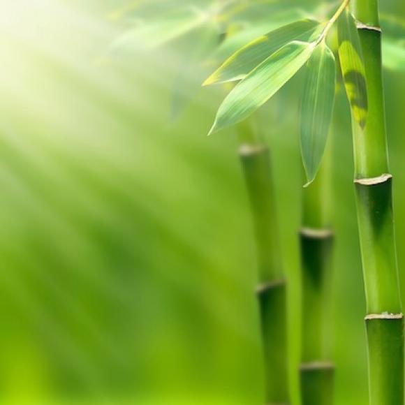 Bamboo