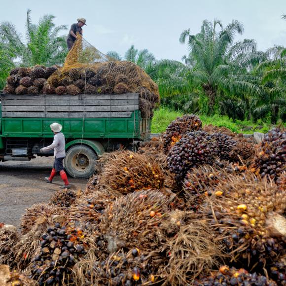 palm oil plantation workers prepare to unload freshly harvested fruit