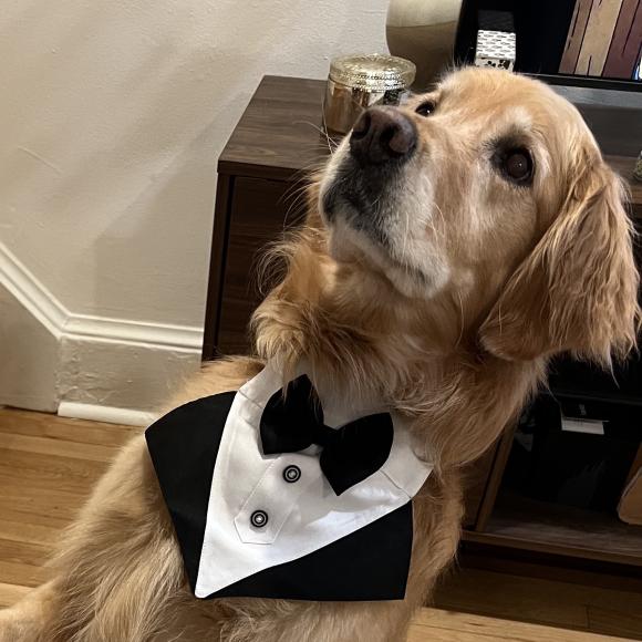 Margaret and Jeff's dog Joy preparing for the engagement 