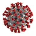 A model of the novel coronavirus.
