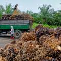 palm oil plantation workers prepare to unload freshly harvested fruit
